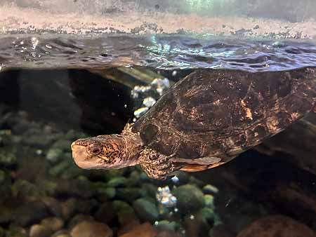 High Desert Museum-swimming turtle